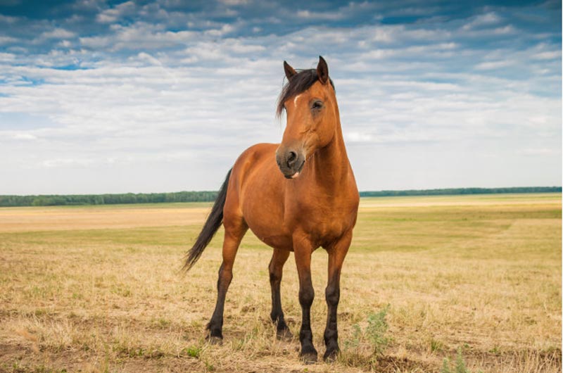 pólizas de seguros para caballos